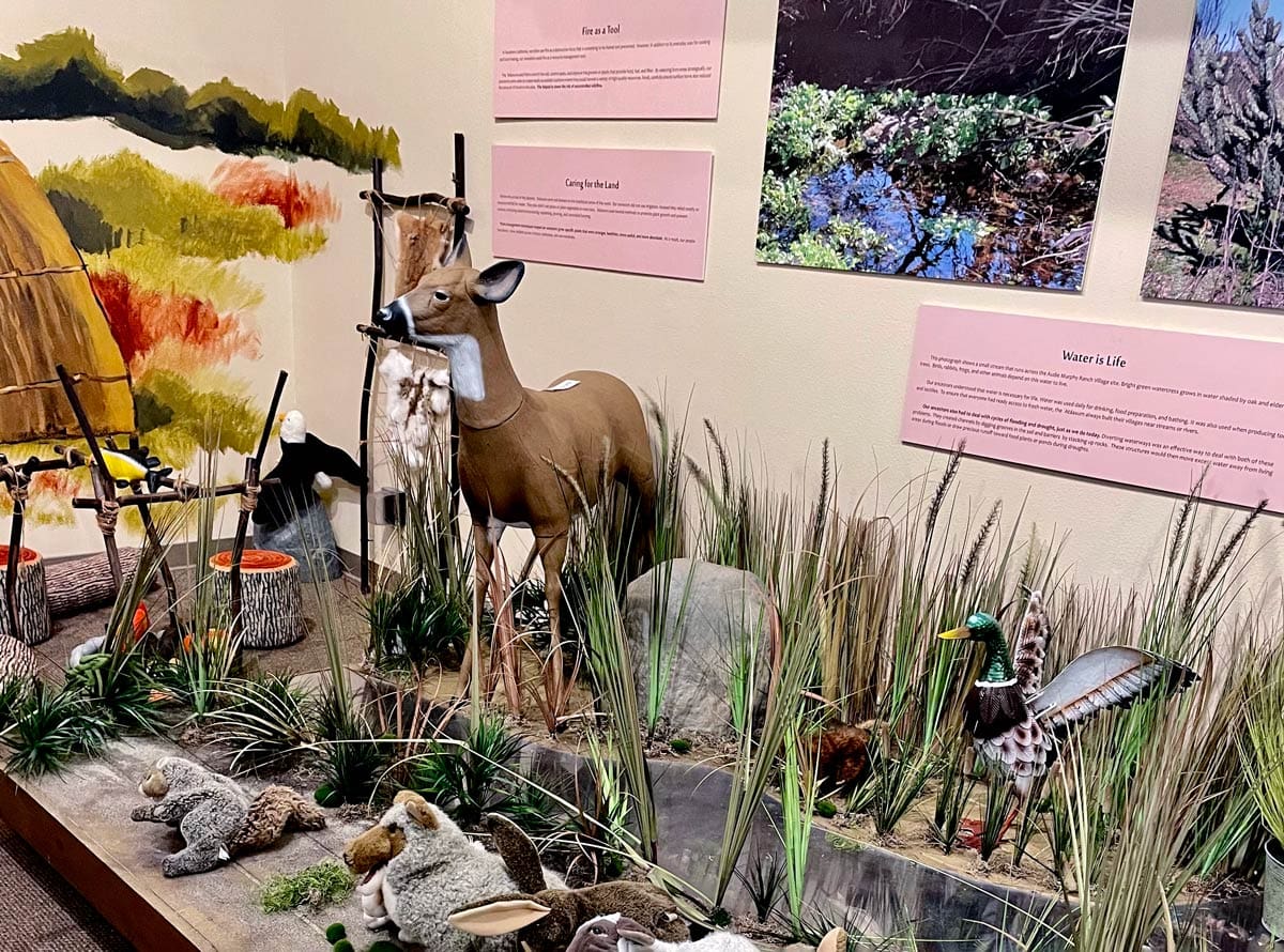 An exhibit featuring a deer and local plants at Temecula Valley Museum.
