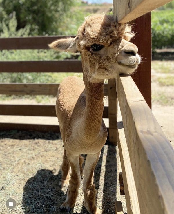 A baby alpaca nuzzles a fence at Longshadow Ranch.