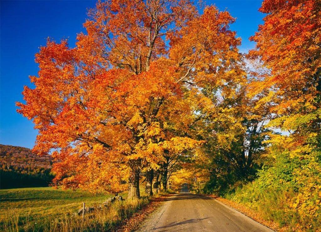 A dirt road leads through a tunnel of fall foliage in Manchester.