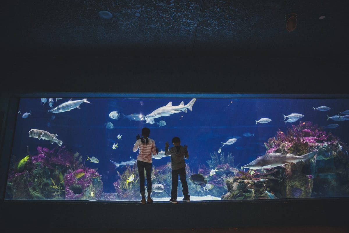 A mom and her child look at all of the fish in the large aquarium at the Minnesota Zoo.