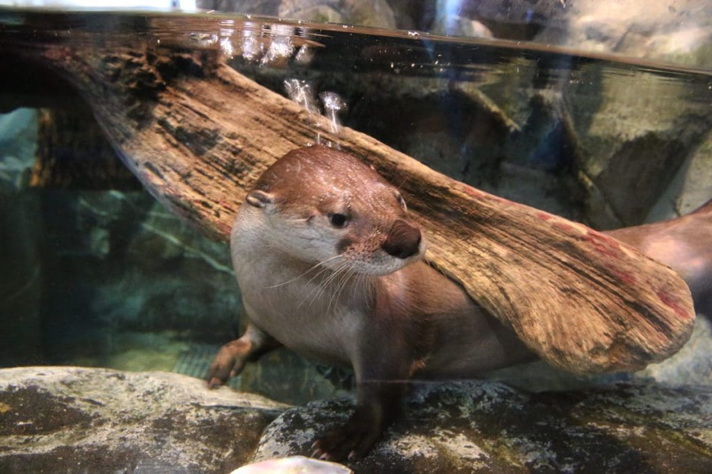 A river otter swims underwater in an aquarium at Great Lakes Aquarium in Duluth.