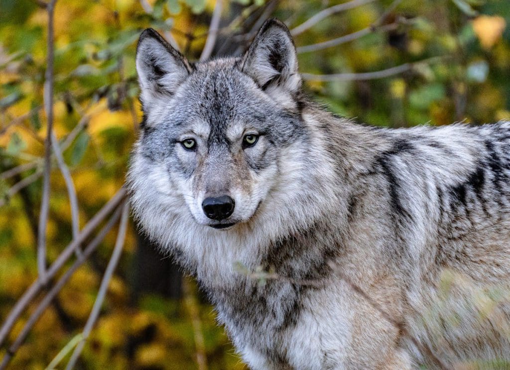 A wolf turns its head amongst the fall foliage at the International Wolf Center.