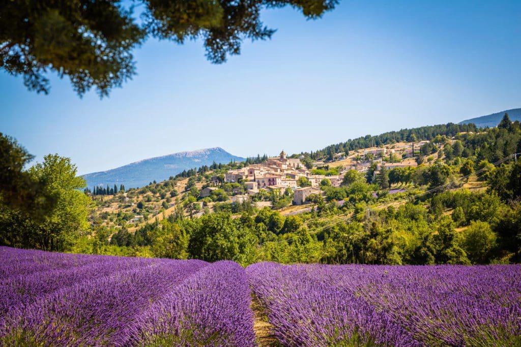 Lavender fields in Sault, with the city rising along the hill in the distance, visiting here is one of our tips for visiting the south of France with kids