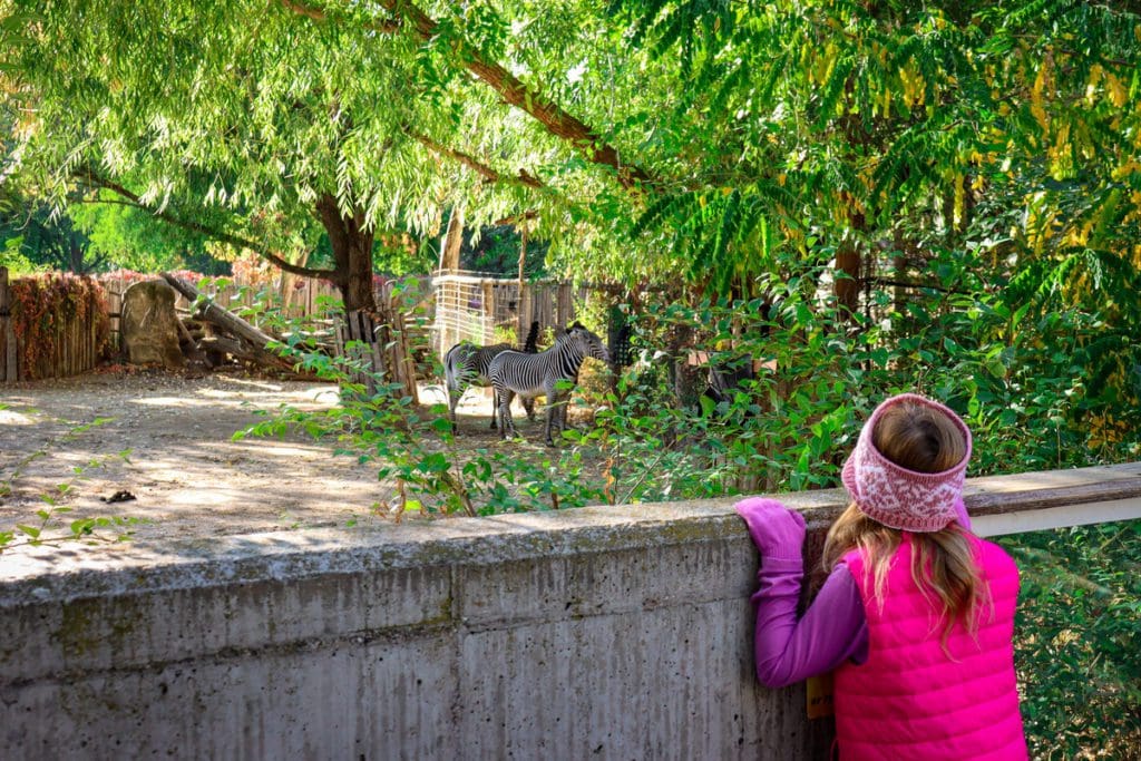 A young girl looks at the zebras within an exhibit at Zoo Boise, one of the best things to do in Boise with kids.