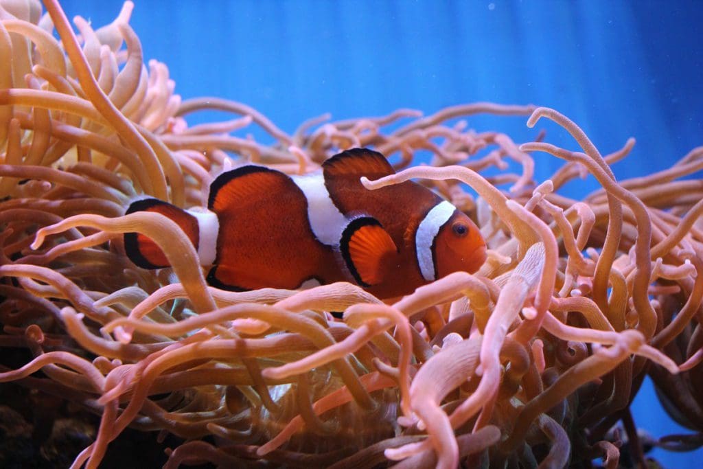 A clown fish swims amongst the coral in an aquarium tank at Aquarium of Boise.