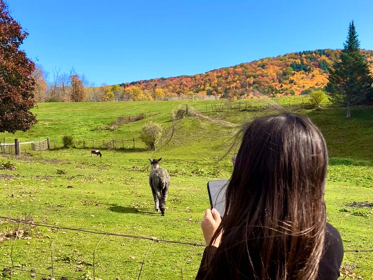 A young girl takes pictures of llamas with fall foliage in the distance at a farm near Pittsfield.