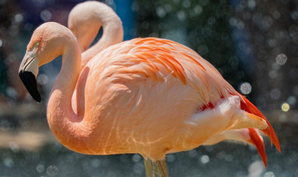 Two flamingos stand together in an exhibit at SeaWorld San Antonio.