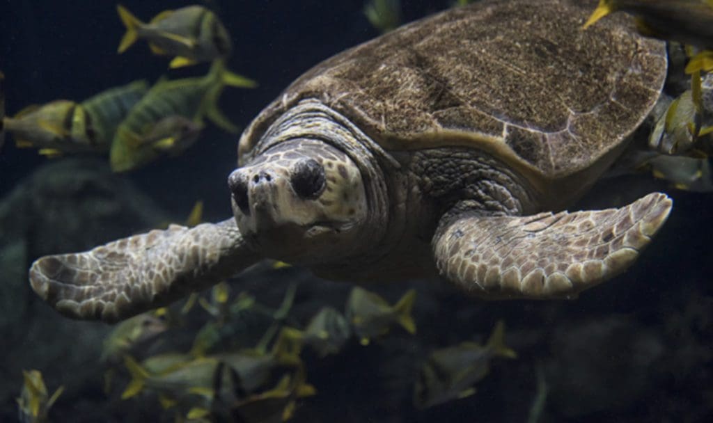A sea turtle swims through an aquarium.