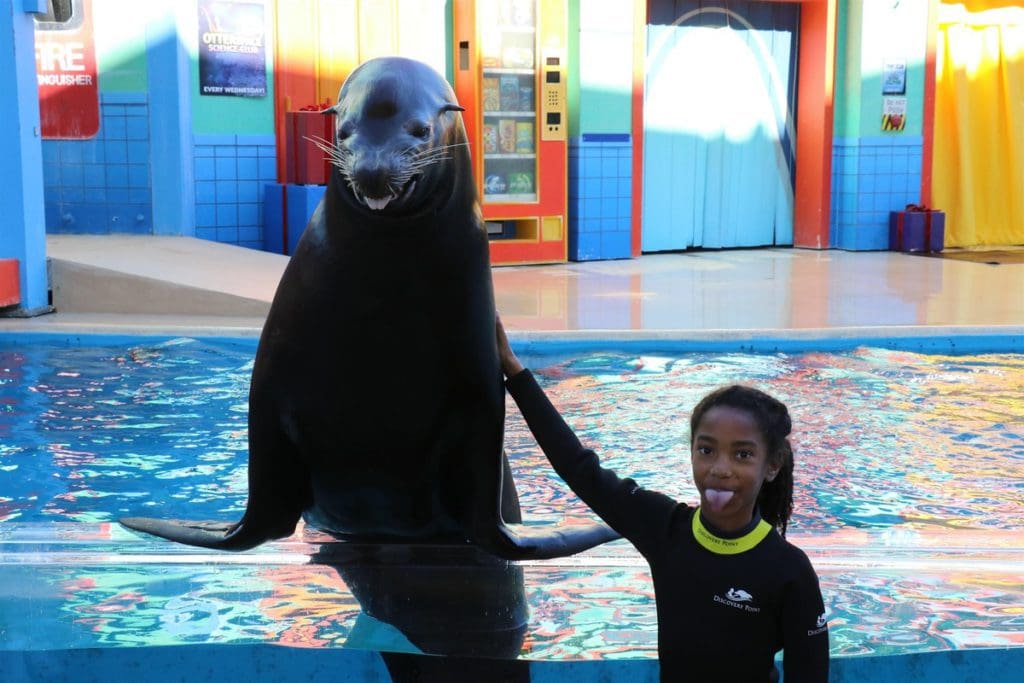 A young girl pats a sea lion while visiting SeaWorld San Antonio with her family.