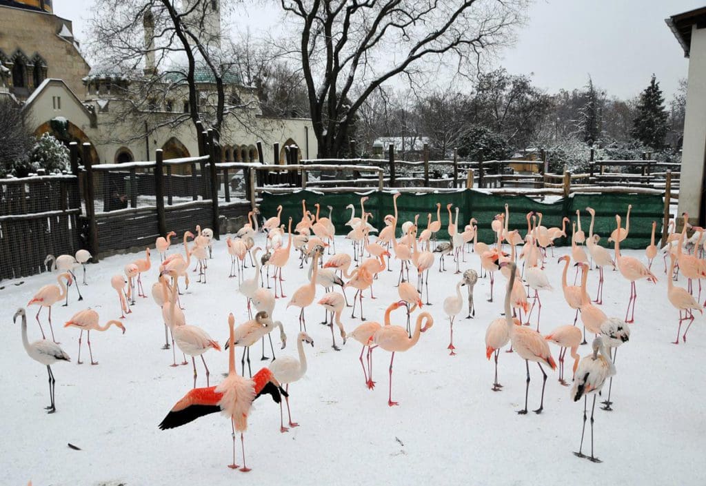 A group of flamingos in an exhibit at The Zoo of Budapest, one of the best things to do with kids in Budapest.