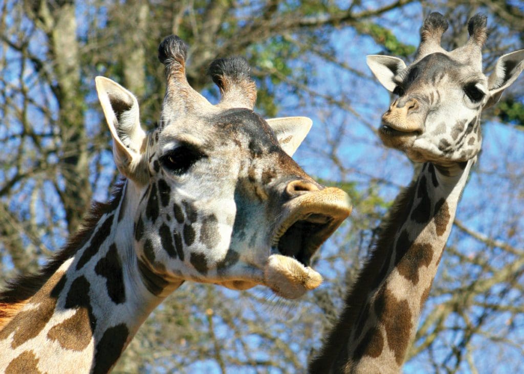 Two giraffes stand together at the Greenville Zoo, one of the best things to do in Greenville with kids.
