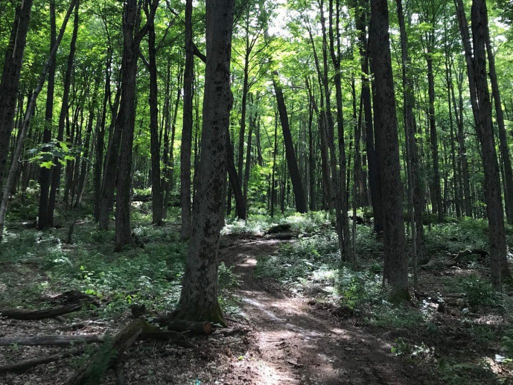 A path leads through a dense woods at Hancock Shaker Village.