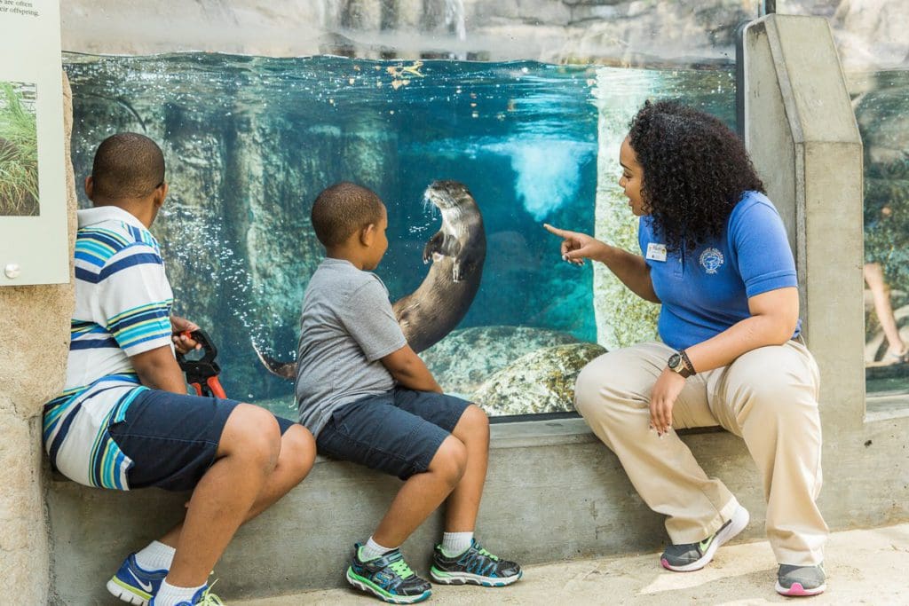 A staff member and two young boys look into an aquarium exhibit at the Tennessee Aquarium, one of the best things to do in Chattanooga with kids.