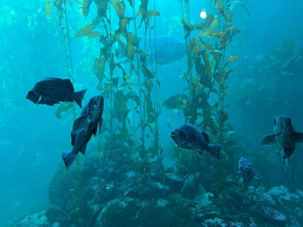 Several fish swim around in a tank at Monterey Bay Aquarium.