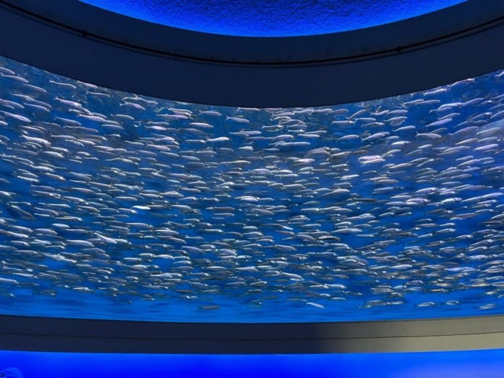 A school of fish swim along together in a large aquarium.
