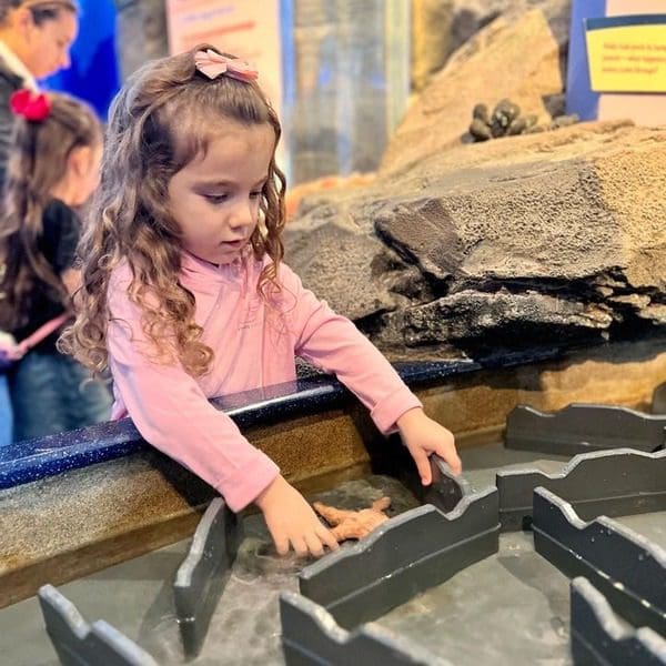 A young girl reaches into a touch tank to see a sea star at Monterey Bay Aquarium.