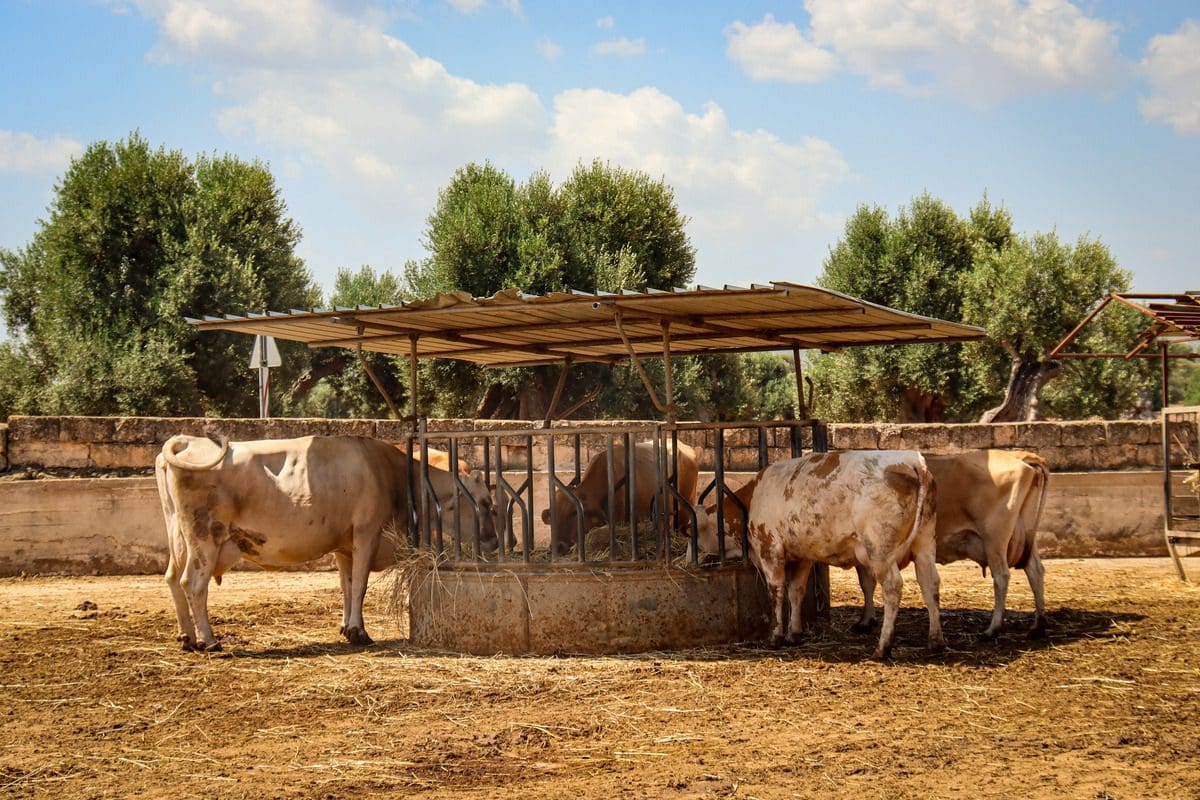Cows eat from a trough at a masseria, one of the best things to do in Puglia with kids.