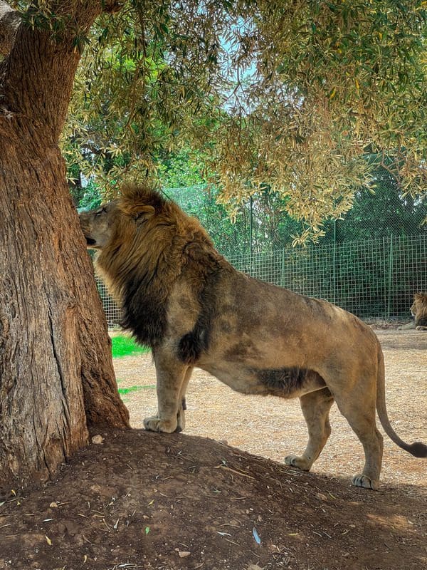 A lion stands near a tree in a habitat at Zoo Safari in Puglia.