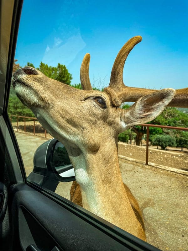 A deer looks through a car window at ZooSafari in Puglia.