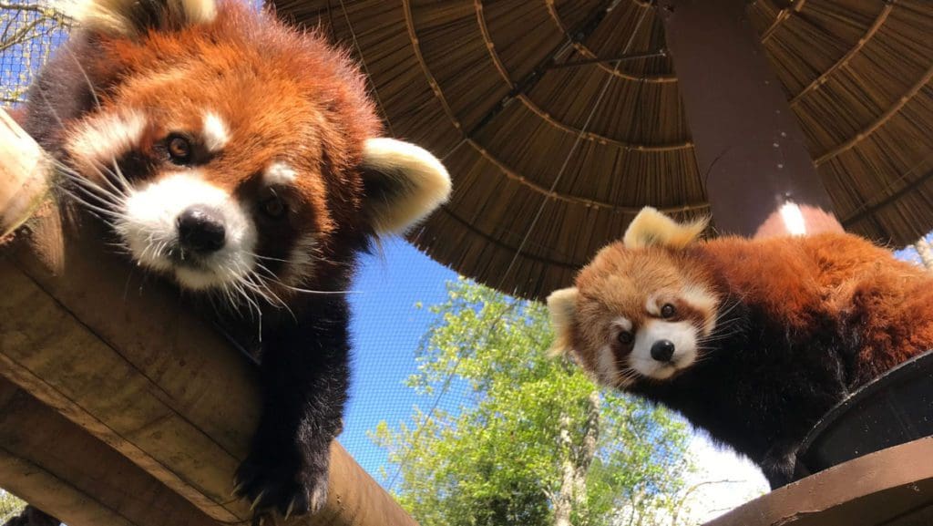 Two red pandas look down from their enclosures at WNC Nature Center.