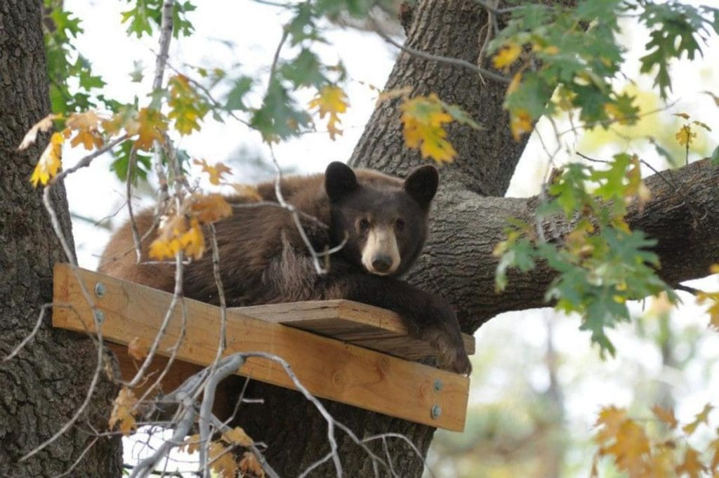 A bear lays in a tree at Wildhaven Ranch.