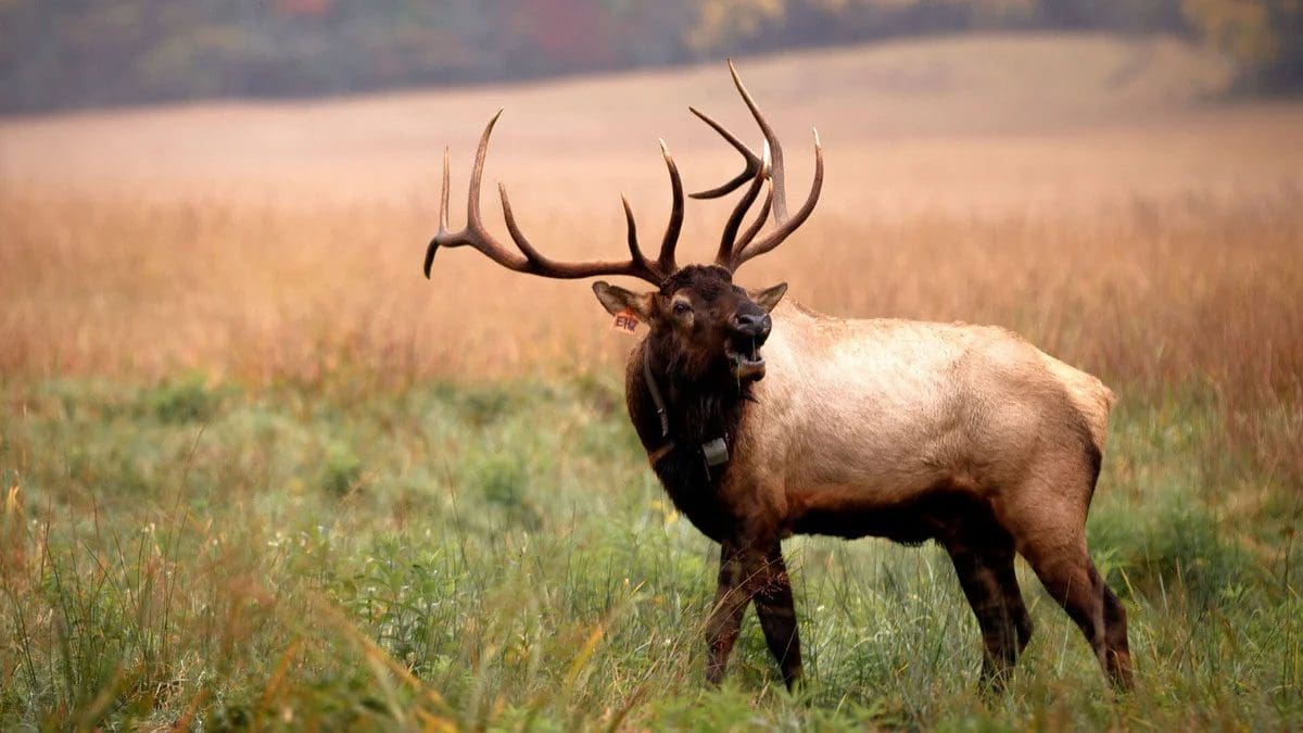 A large elk calls from a field within Great Smoky Mountains National Park.