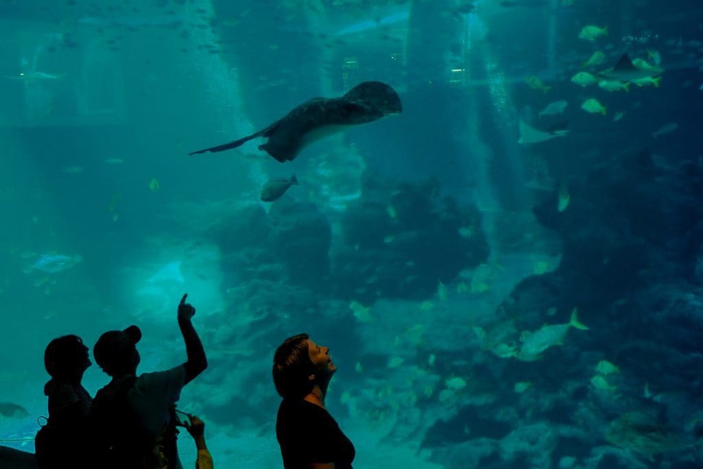 Parents and their kids watch a stingray swim in an aquarium at S.E.A. Aquarium on Sentosa Island in Singapore.