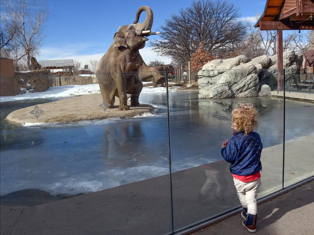 A young child looks at an elephant in an exhibit at the Denver Zoo.