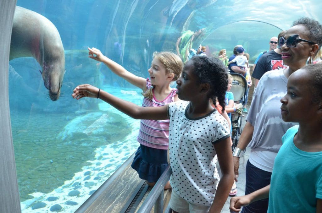 Kids watch a polar bear swim in an exhibit at the Saint Louis Zoo in St. Louis, Missouri, one of the top affordable destinations for families in the US.