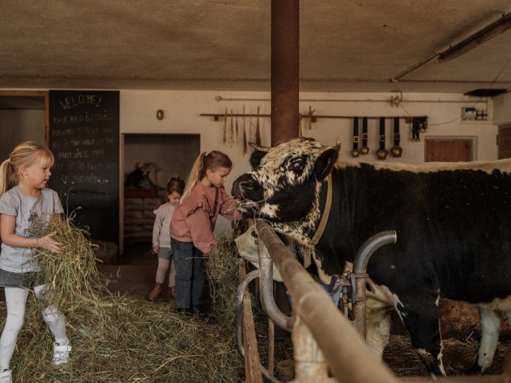 Kids feed the cows at the farm on-site at Familyhotel Sonnwies Dolomites, one of the best all-inclusive resorts In Italy with kids.