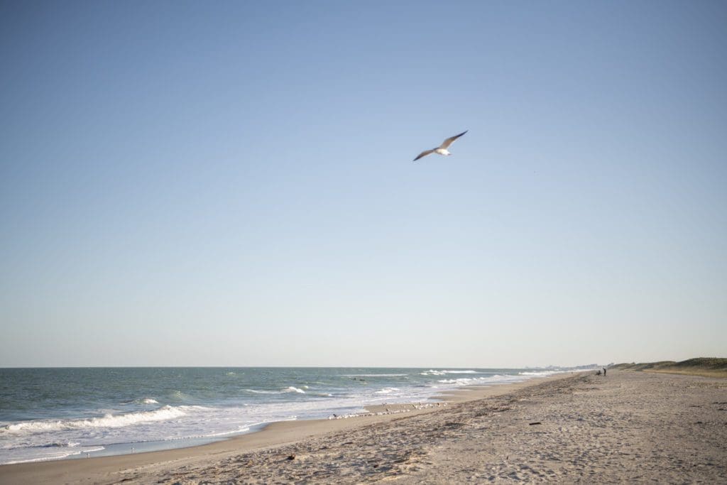 A seagull flies overhead at Cocoa Beach on a sunny day.