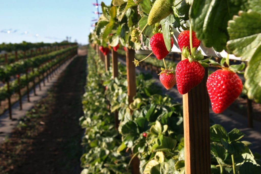 The strawberry fields of Tanaka Farms.