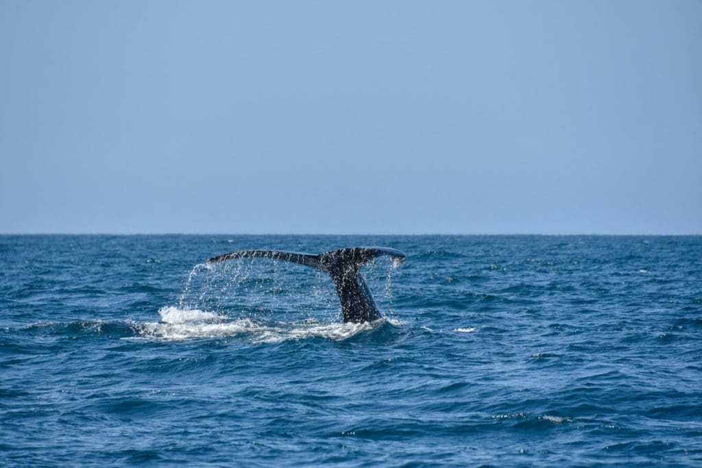 The tail of a whale comes out of the ocean near Los Cabos.
