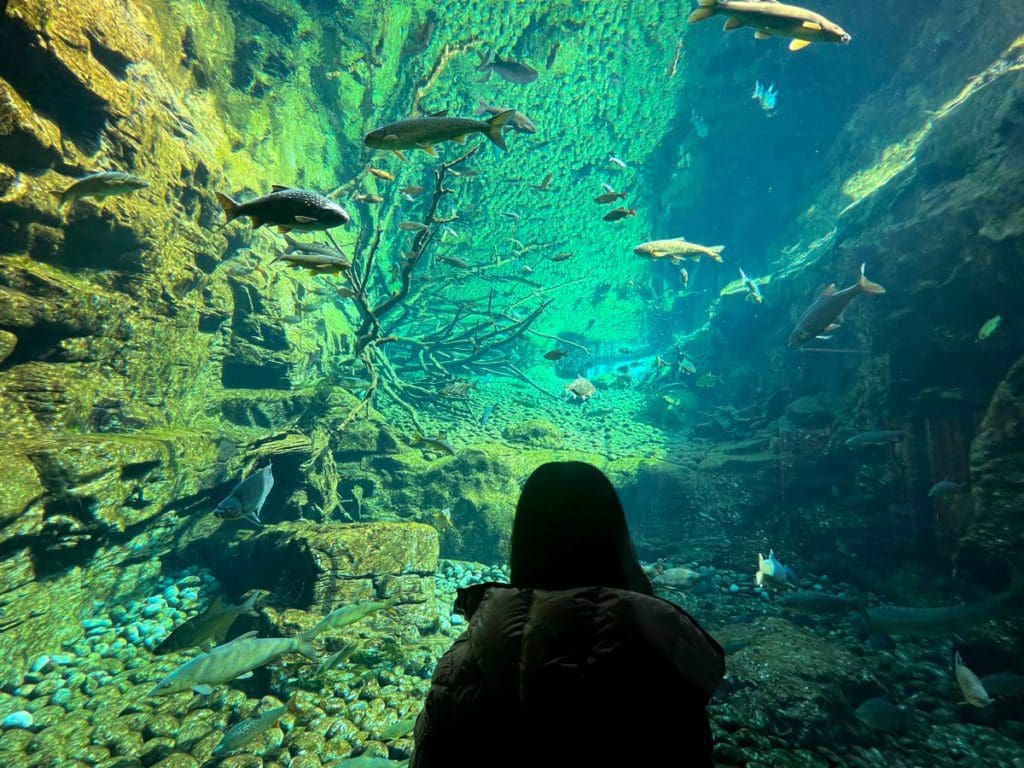 A young girl looks at fish in an aquarium exhibit at Alpenzoo Innsbruck, one of the best things to do in Innsbruck with kids this winter.