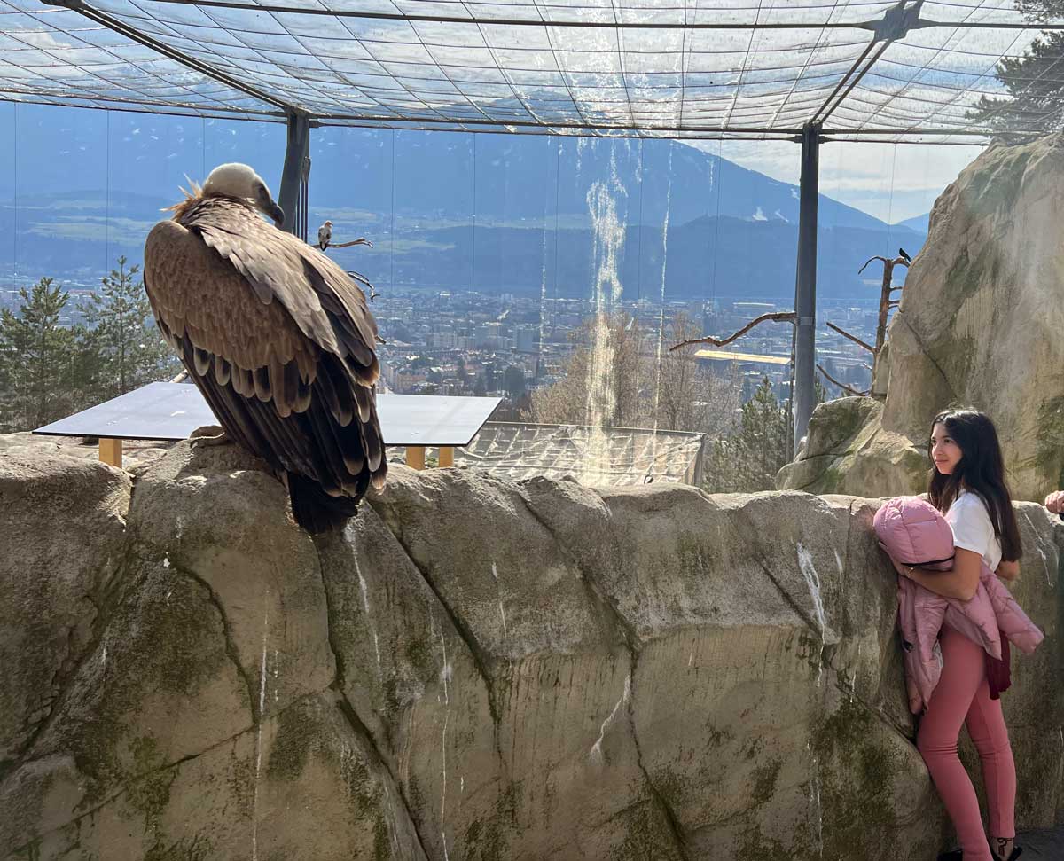 A young girl looks at a large bird, while exploring exhibits at the Alpenzoo Innsbruck.
