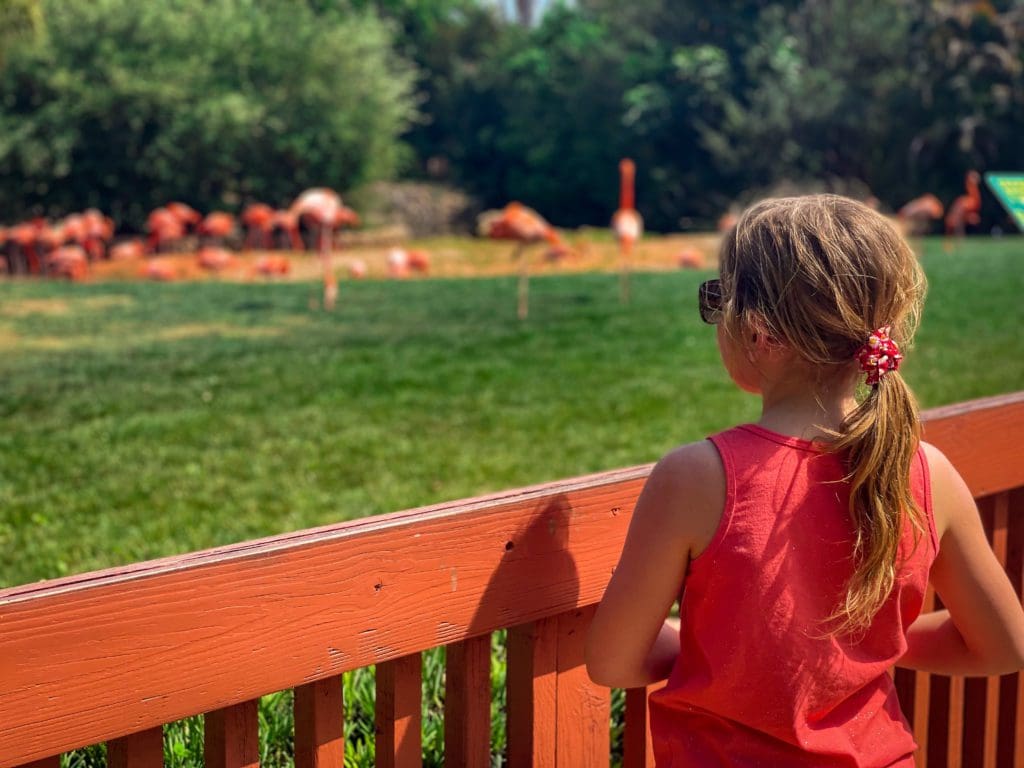 A young girl looks at flamingos in an exhibit at Busch Gardens® Tampa Bay, a must do when you visit Tampa Bay with Kids.