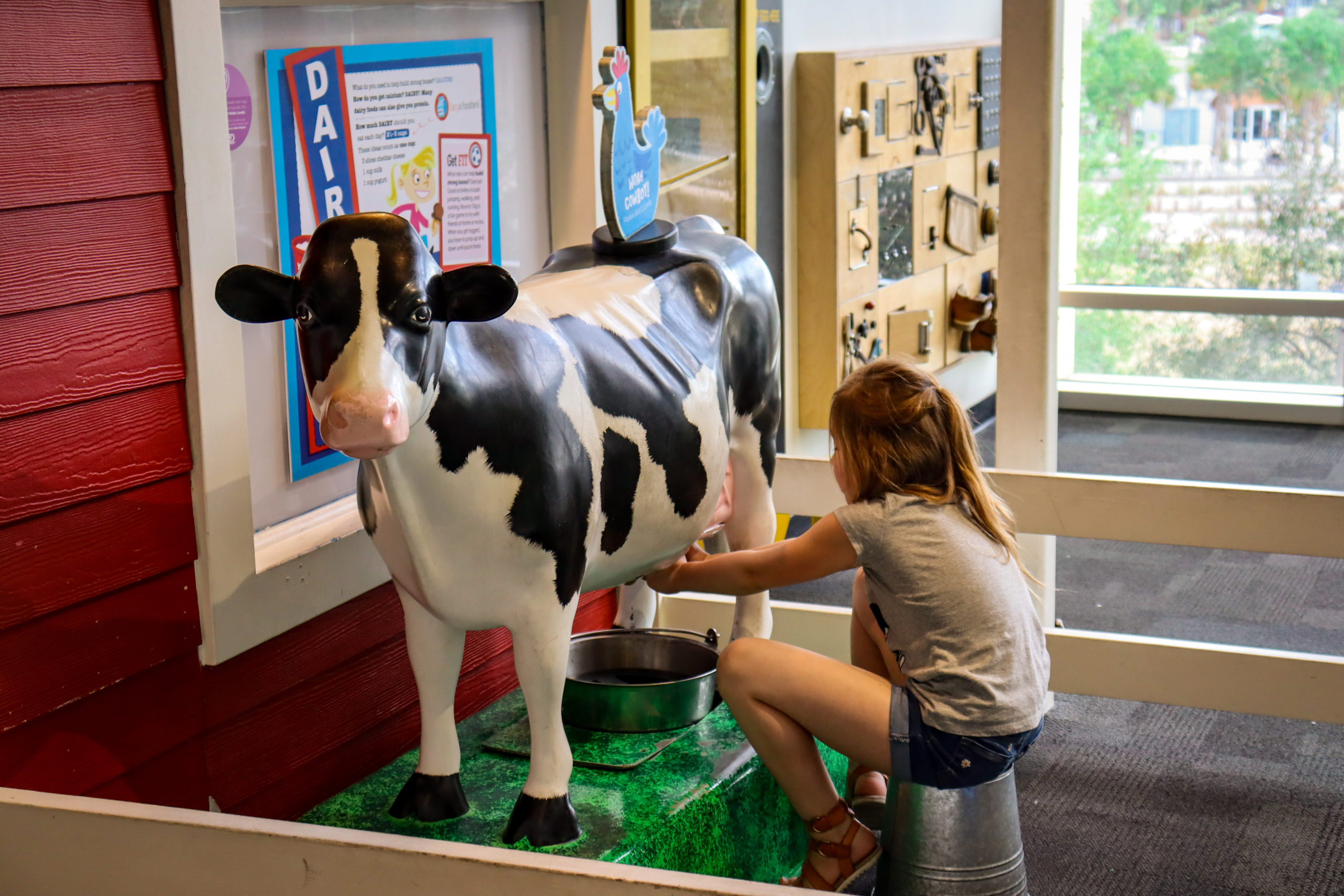 A young girl pretends to milk a cow at a farm exhibit at Glazer Children's Museum in Tampa Bay.