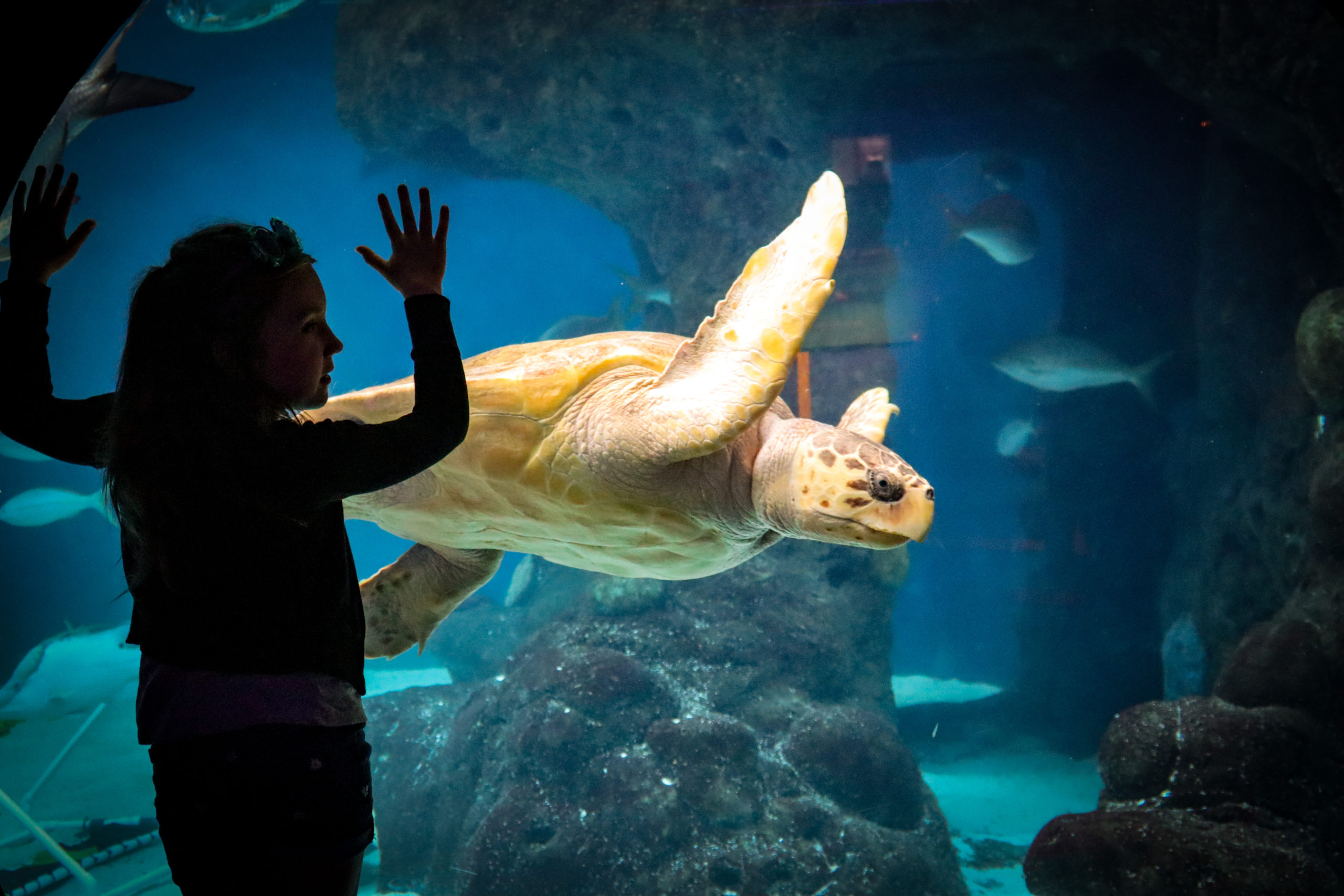 A young girl looks at a sea turtle in an aquarium exhibit at The Florida Aquarium.