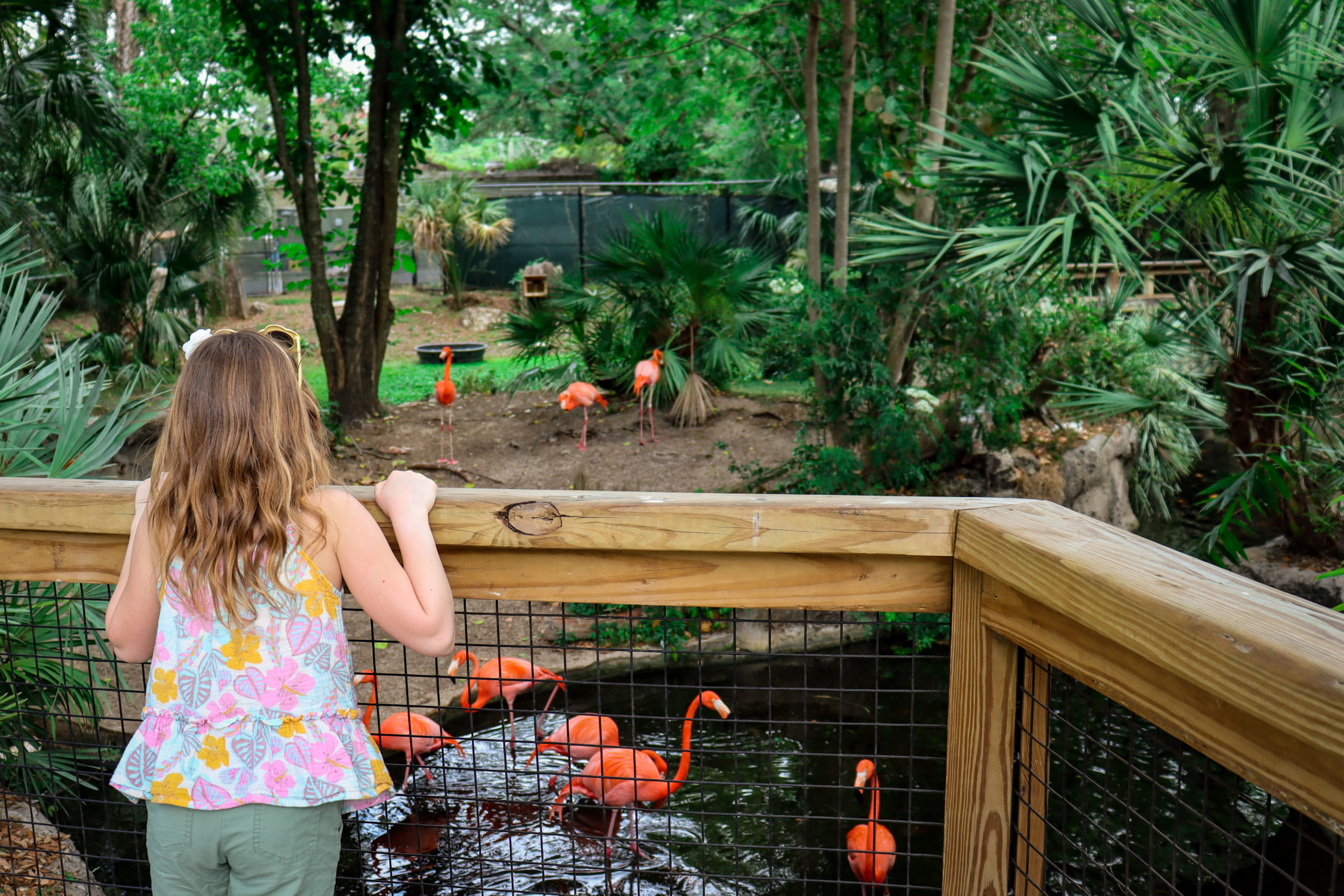 A young girl looks at flamingos within an exhibit at ZooTampa.