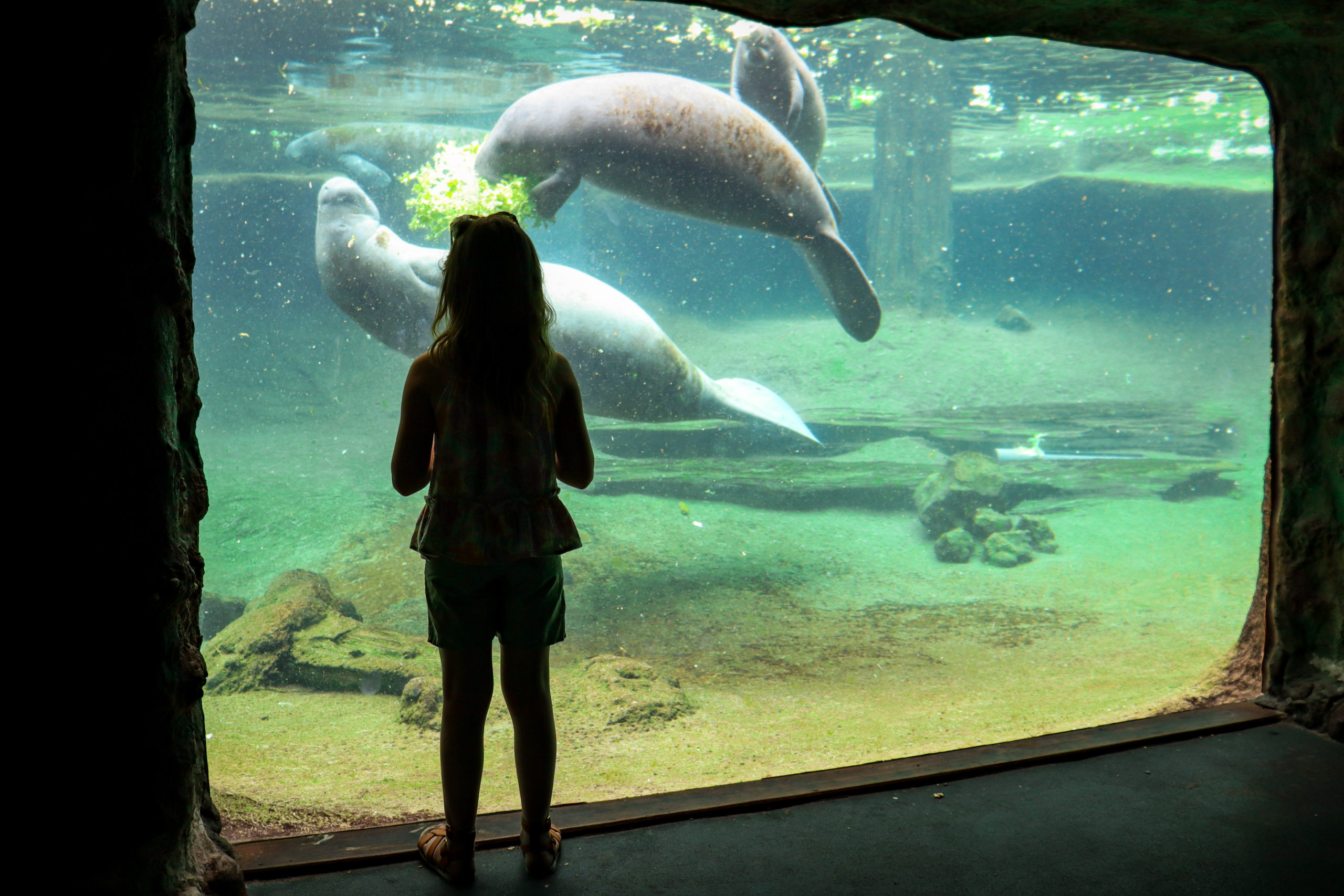 A young girl watches two manatees eat within their habitat at ZooTampa, a must do when you visit Tampa Bay with Kids.