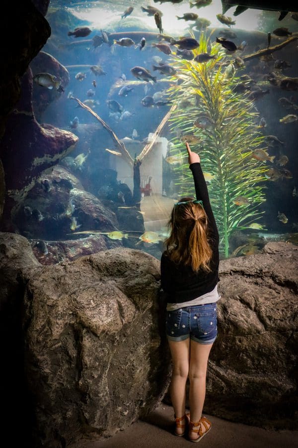 A young girl points to a fish in an exhibit at The Florida Aquarium.