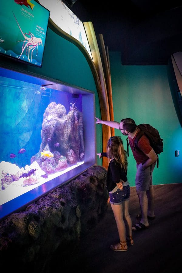 A dad and his young daughter look at fish in an exhibit at The Florida Aquarium, a must do when you visit Tampa Bay with Kids.