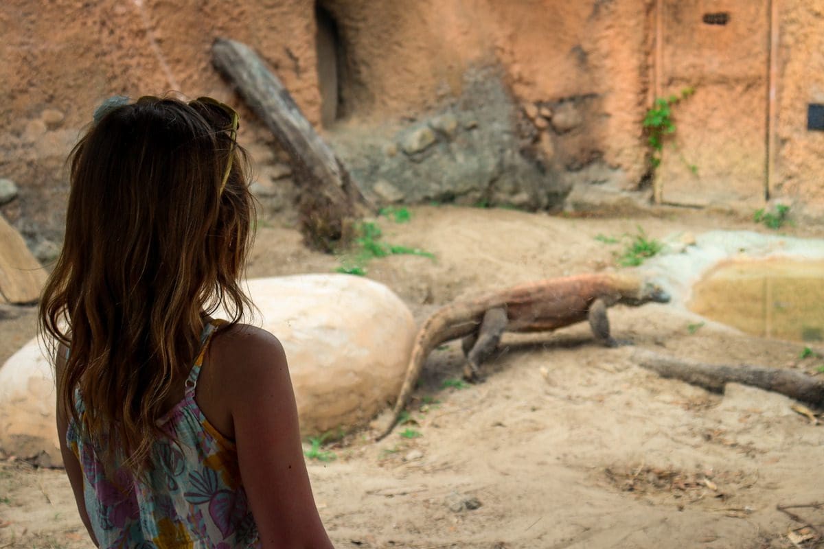 A young girl looks at a Komodo Dragon in an exhibit at ZooTampa.