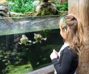 A young girl looks at two turtles swimming in an exhibit at The Florida Aquarium.