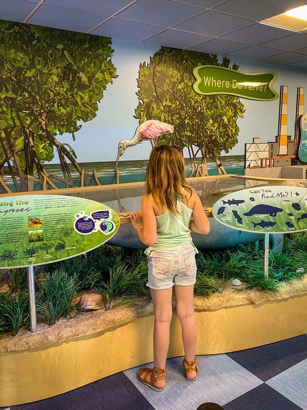 A young girl learns about mangrove forests at the Manatee Viewing Center.