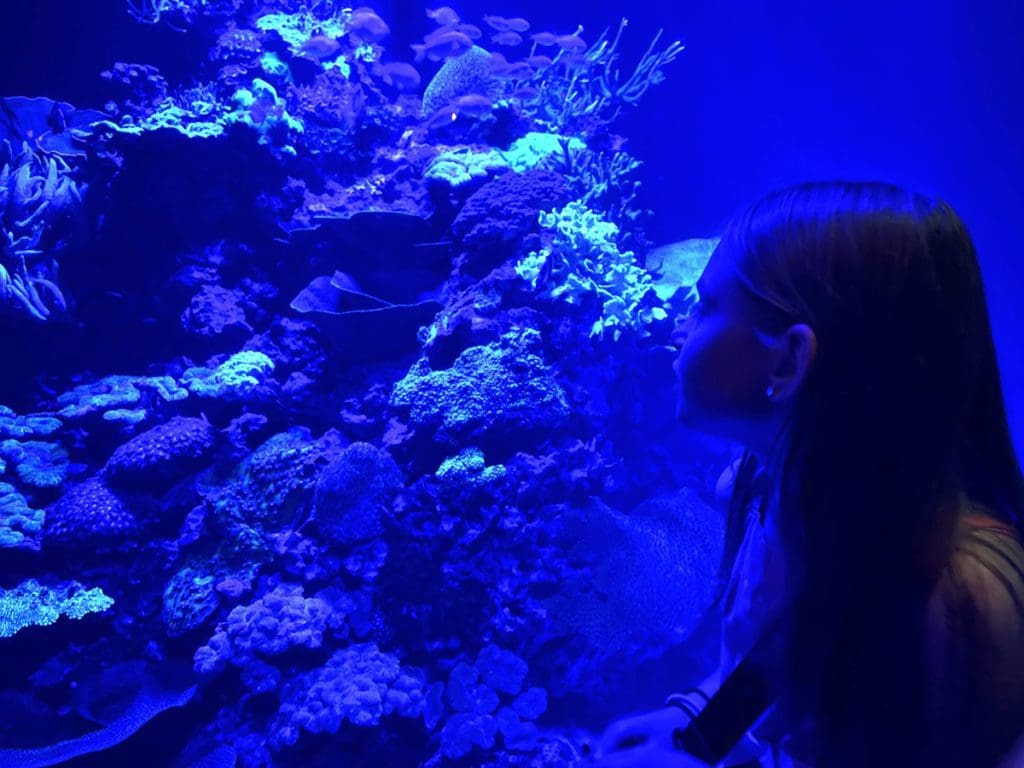 A young girl looks at fish within an aquarium tank at the Lisbon Aquarium, a fun stop on any Lisbon itinerary with kids.