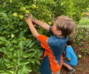 Two boys pick apples at Carter Mountain Orchards.
