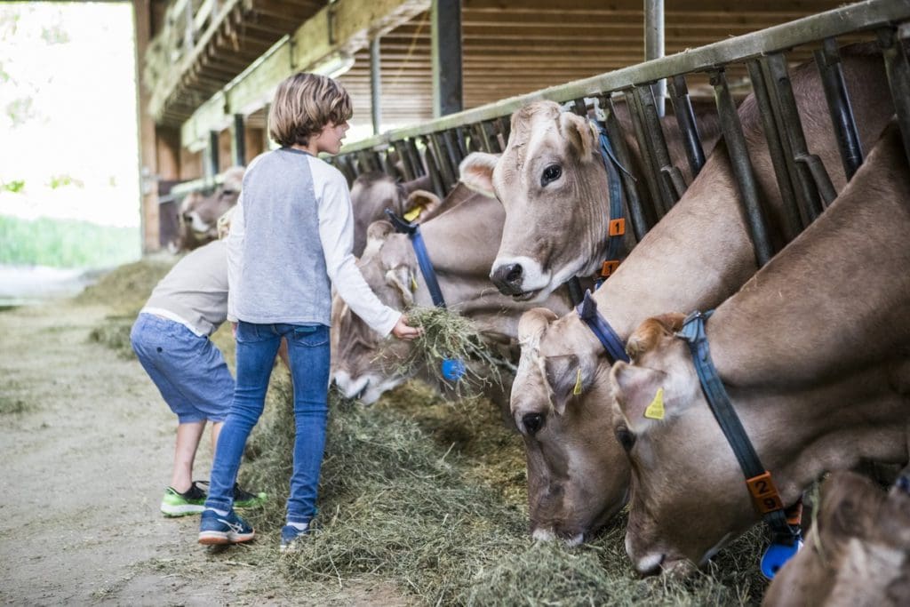 Kids look at the cows, eating hay in the barn, at Schlattgut Farm.