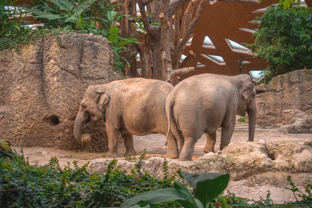Two elephants in an exhibit at the Zurich Zoo.
