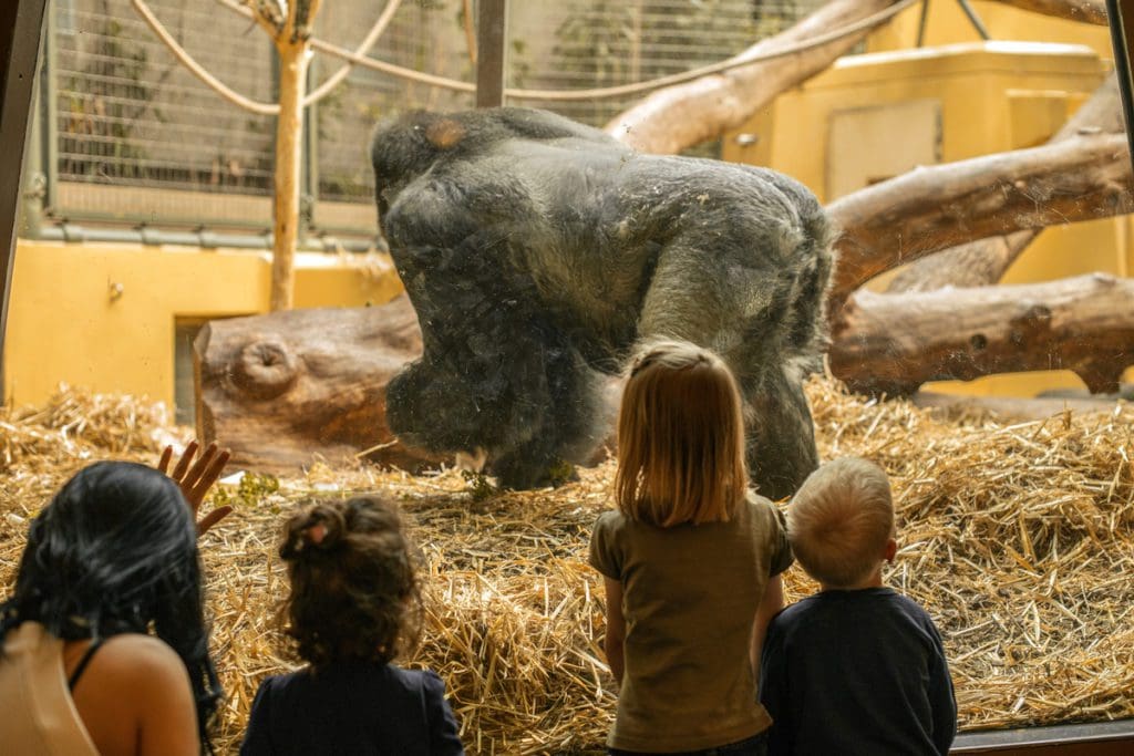Several kids look through the glass at a gorilla at the Zurich Zoo.
